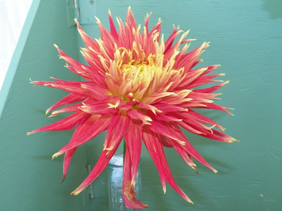 19399324_10210903651481215_8270117944066660852_n