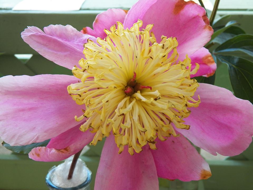 19399417_10210903647721121_3726991161650934028_n