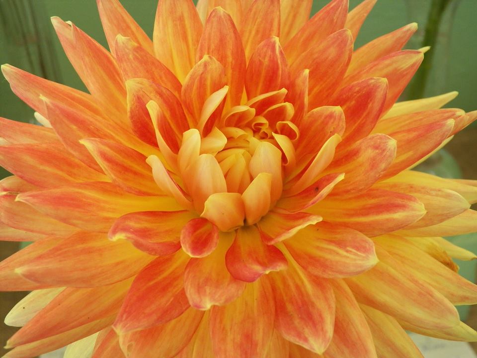 19424178_10210903652961252_8427712781817128294_n